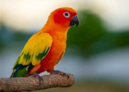 حمى الببغاء